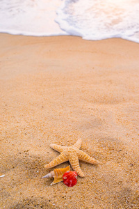 日落暑假背景下热带海滩海滨的贝壳和海星