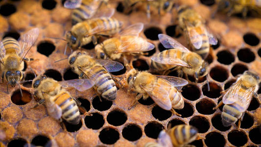 蜂蜂家庭蜜蜂使蜂窝提取蜂蜜，以促进生育。 概念黄金蜂窝鲜蜂蜜天然产品繁殖蜂群蜂蜡新。