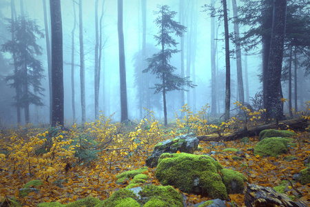 美丽的彩色秋季森林树雾状景观。