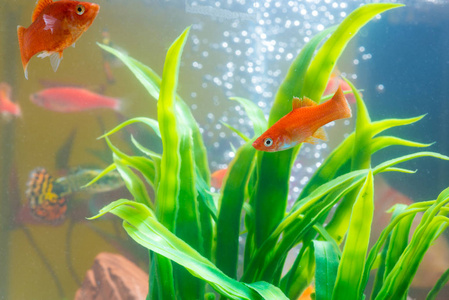 小红鱼与绿色植物在鱼缸或水族馆的水下生活理念。