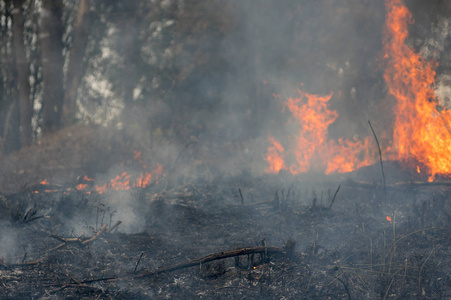 森林火灾，野火燃烧的树木在森林中的红色和橙色与烟雾和火焰。污染，泰国北部。
