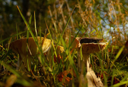 森林里的两个蘑菇，一个锋利的