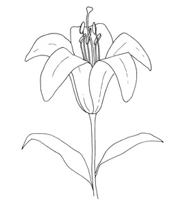 花卉素描。 百合在白色背景上分离。 矢量插图