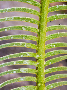 暹罗植物羽状复叶上的花叶水滴图片