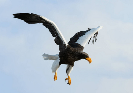 s sea eagle in flight. Sky background. Scientific name Haliaeet