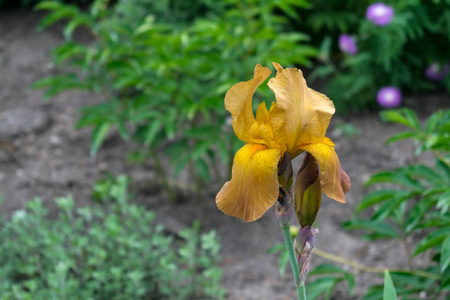 在绿色的叶子和花坛的背景上，一朵黄色，棕色的鸢尾花的特写镜头。美丽的品种黄色，棕色花园鸢尾。选择性聚焦