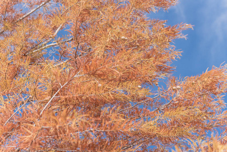 在美国达拉斯附近的秋季季节，关闭秃顶柏树科学名称二栖树，树上有小圆锥和铜红色叶子。