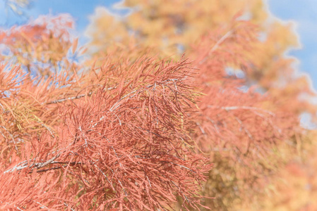 在美国达拉斯，在秋天的季节，关闭秃柏树的分层枝条，细蕨类植物，就像铜红色的叶子。 科学名称是taxodiumdivehum，原产