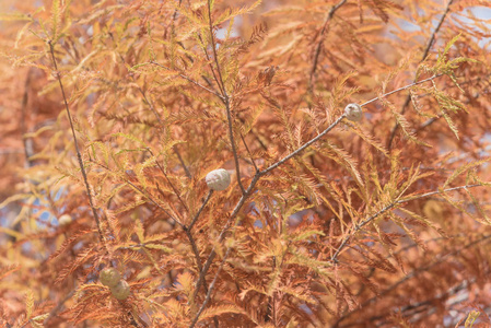 在美国达拉斯附近的秋季季节，关闭秃顶柏树科学名称二栖树，树上有小圆锥和铜红色叶子。
