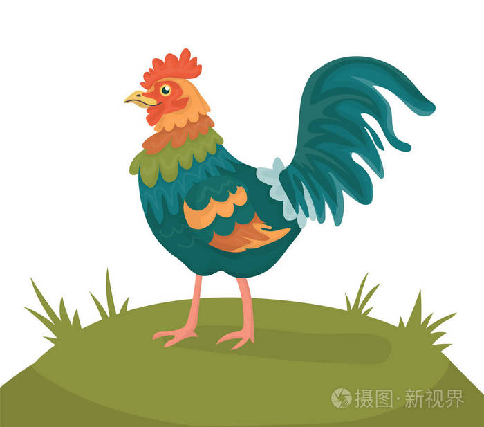 绿色草地上欢快的卡通公鸡. 您的项目的白色背景矢量孤立插图