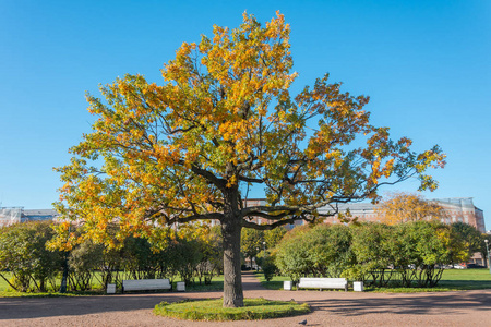 十月阳光明媚的公园里，有黄色叶子的落叶树