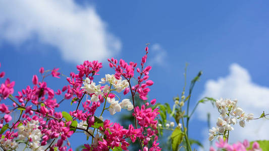 花园里的一群粉红色的花和蜜蜂。五颜六色的花。一组花。一组黄色白色和粉红色的花。