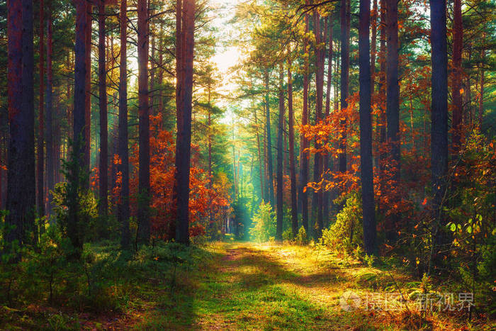 秋天的森林.秋天自然风景