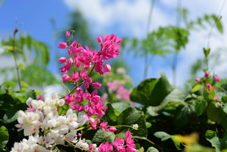 花园里的一群粉红色的花和蜜蜂。五颜六色的花。一群黄色白色和粉红色的花。