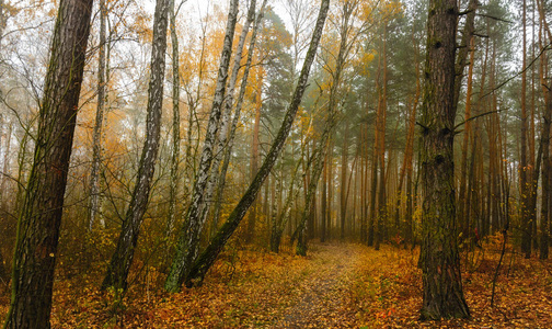 在秋天散步。 森林。 景观。 大自然。 。 秋天。 秋天的颜色。
