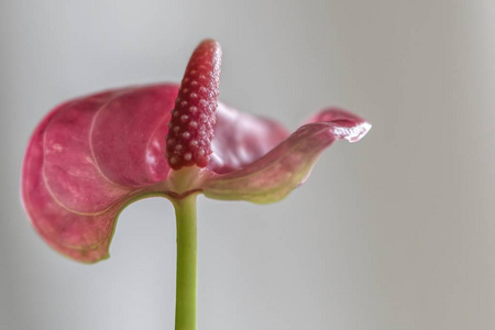 花瓶里的蒽