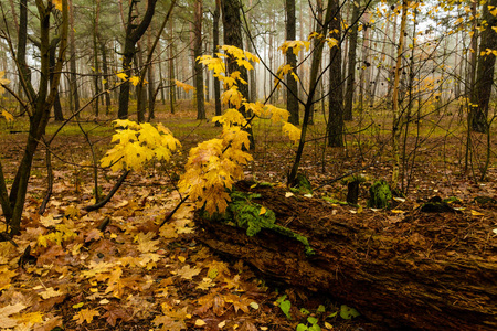 在秋天散步。 森林。 景观。 大自然。 。 秋天。 秋天的颜色。