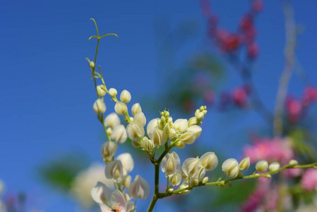 花园里的一群粉红色的花和蜜蜂。