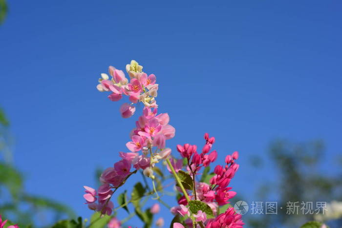 花园里五颜六色的花梅花盛开花园里美丽的花在夏天绽放点缀着正式的