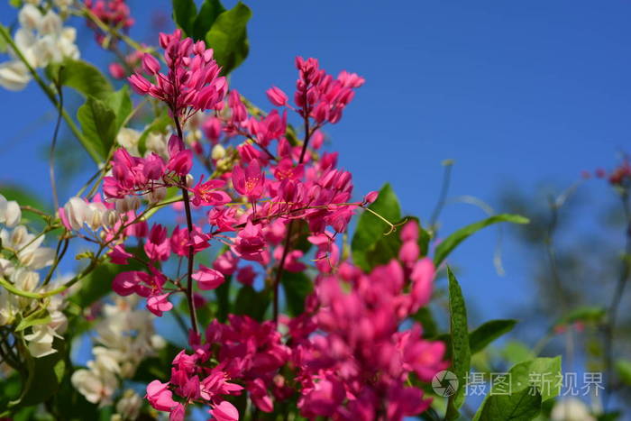 花园里五颜六色的花梅花盛开花园里美丽的花在夏天绽放点缀着正式的