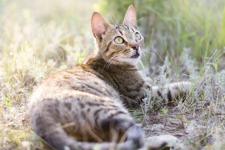 年轻的斑纹灰褐色猫躺在草地上，近距离地抬起头来