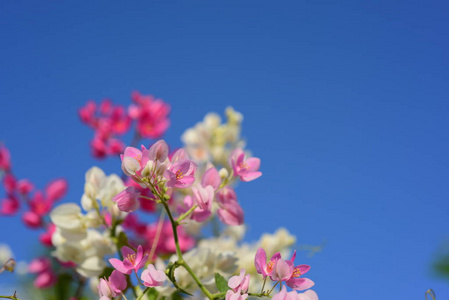 花园里五颜六色的花。梅花盛开。花园里美丽的花在夏天绽放。点缀着正式的花园。 公园。 美丽的花园。