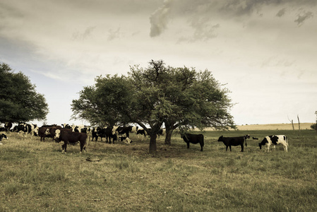 在阿根廷的潘帕牧场上吃的牛排