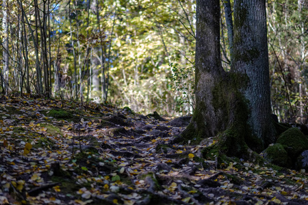 深秋农村的森林细节，树干彩色树叶和空枝