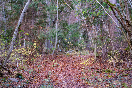 寂寞的树，最后一片彩色的叶子，在冬天前不久的树枝上，暗淡的秋色，空的公园里，有树干