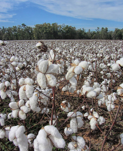 阿拉巴马州棉花作物棉子，准备收割。