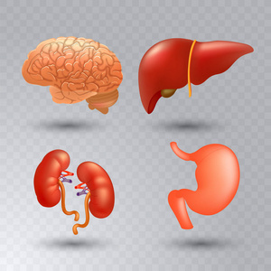 矢量内脏器官逼真的图标设置在逼真的风格