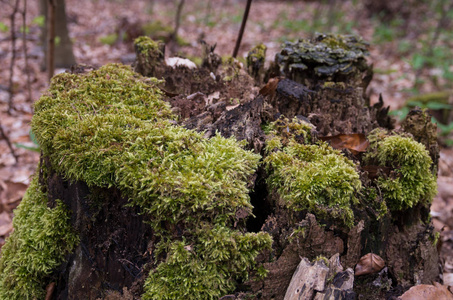 森林苔藓