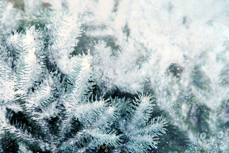 被白雪覆盖的蓝色冷杉树。冬天背景与雪