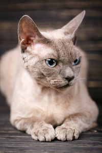 纯种的 devonrex 猫。猫的概念展示