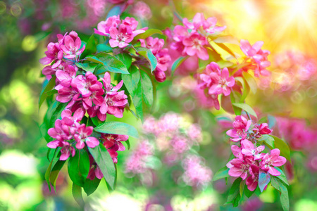 春天第一朵花。 春季或夏季盛开的景观背景。