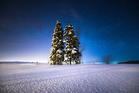 繁星闪烁的冬夜。 在星空下的一片雪地上的圣诞树。 神奇的圣诞夜。 冬季仙境。