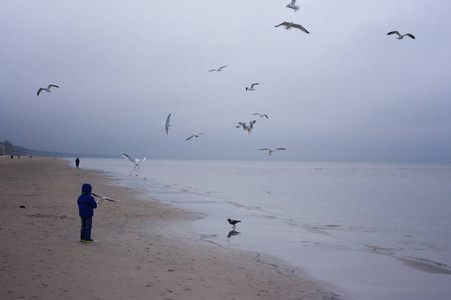 男孩在海滩上喂海鸥。在寒冷多风的日子里, 小男孩站在海滩上的大海
