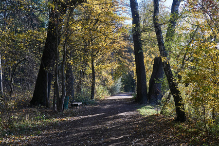 公园里的路和波兰树木上五颜六色的秋叶