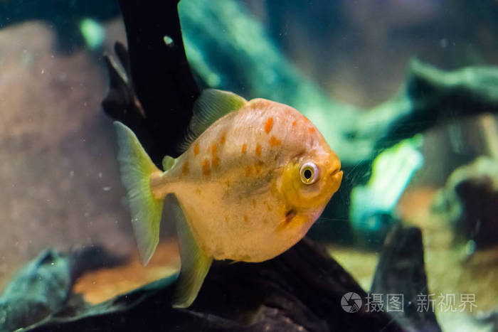 一种银币鱼种,有闪闪发光的鳞片和橙色的斑点,热带水族养鱼宠物