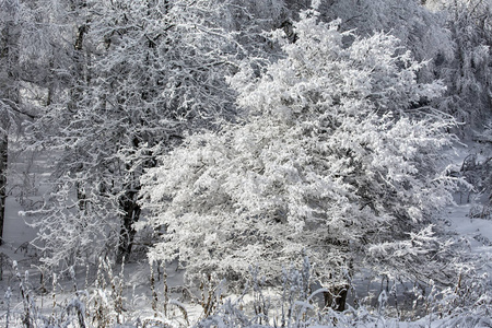 哈萨克斯坦跨利阿拉陶共和国山林果树上的新鲜雪。