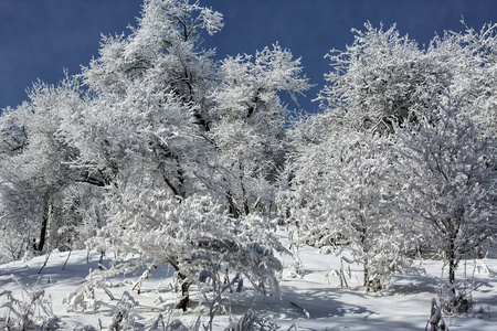 哈萨克斯坦跨利阿拉陶共和国山林果树上的新鲜雪。