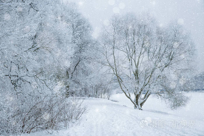 冬季仙境场景背景景观. 雪中的树木森林. 圣诞新年