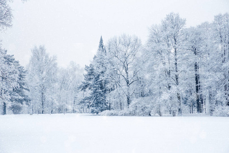 冬季仙境场景背景景观。 雪中的树木森林。 圣诞新年