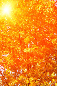 秋天的秋天叶背景。 在模糊的背景上有枫树秋叶的树枝。 秋季景观