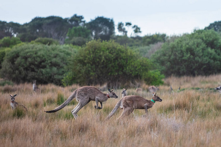 东灰色袋鼠标记为一项关于澳大利亚维多利亚州威尔森海角国家公园运动和繁殖习惯的科学研究的一部分
