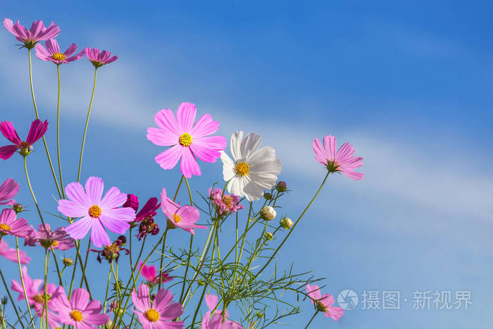 蓝色的天空在田野上盛开着五颜六色的粉红色宇宙花朵