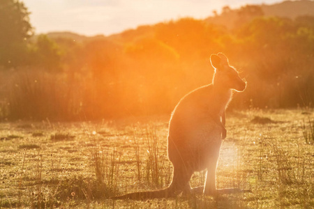 澳大利亚维多利亚州威尔森Promontory国家公园的一只东灰色袋鼠在日落时故意使用透镜照明弹