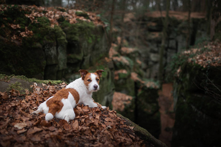 狗在岩石秋天在树林里。杰克罗素泰瑞尔的天性积极的宠物, 健康的生活方式