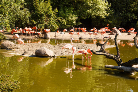 动物园里的一群粉红色火烈鸟。