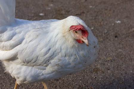 德国南部农场的单身白母鸡